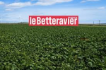 Betteravier français (Le)
